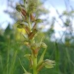 Dactylorhiza viridis Flower