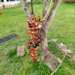 Idesia polycarpa Fruit