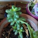 Sedum hernandezii Foglia