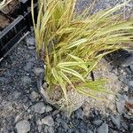 Hakonechloa macraLeaf