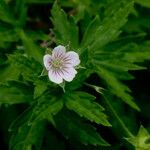 Geranium sibiricum Muu