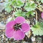 Geranium subcaulescens Blüte