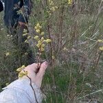 Lindera benzoin Flower