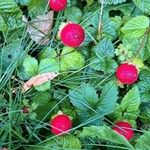 Potentilla indicaFruit