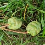 Metasequoia glyptostroboides ഫലം