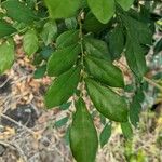 Murraya paniculata Leaf