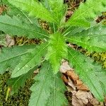 Cirsium altissimum ഇല