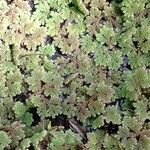 Azolla filiculoides Lapas