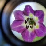 Capsicum pubescens Flor