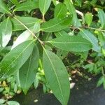 Osmanthus decorus Leaf