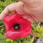 Papaver setiferumКветка