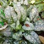 Pulmonaria saccharata叶