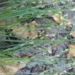Carex remota Fleur