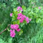 Crataegus laevigataফুল