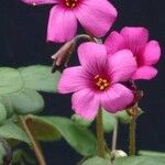 Oxalis brasiliensis