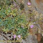 Dianthus rupicola Staniste