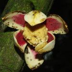 Uvariodendron molundense Flor