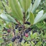 Myrica faya Fruct