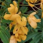 Senna pendula Fleur