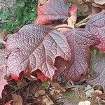 Hydrangea quercifolia Blad