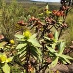 Hypericum revolutum Leaf