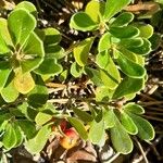 Arctostaphylos uva-ursi Hoja