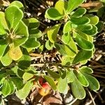 Arctostaphylos uva-ursi Leaf