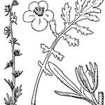 Verbascum orientale Diğer