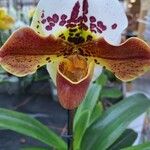 Paphiopedilum spp.Blomst