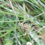 Carex tomentosa Fruit