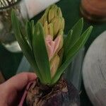 Hyacinthus orientalis花