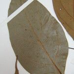 Ocotea subterminalis 其他