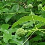 Cephalanthus occidentalis Fruto