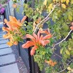 Tecomaria capensisFlower