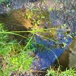 Scirpus atrovirens Mbuma