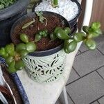 Sedum hernandezii Foglia
