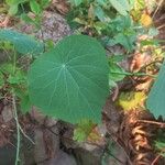 Pyrenacantha malvifolia Folha
