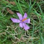 Crocus nudiflorusFlor