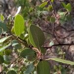 Arctostaphylos patula Blad