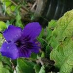 Streptocarpus primulifolius Kukka