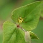 Euphorbia sieboldiana Квітка