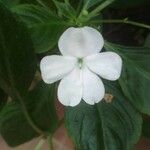 Impatiens walleriana花