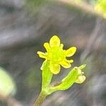 Ranunculus longipes Flower