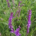 Vicia tenuifoliaFiore