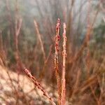 Salix purpureaRinde