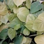 Philodendron hederaceum Blatt