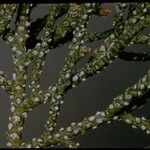 Juniperus occidentalis Flower