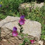 Echium creticum Flor