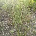 Liatris punctata Tervik taim