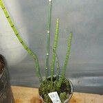 Equisetum fluviatile Foglia